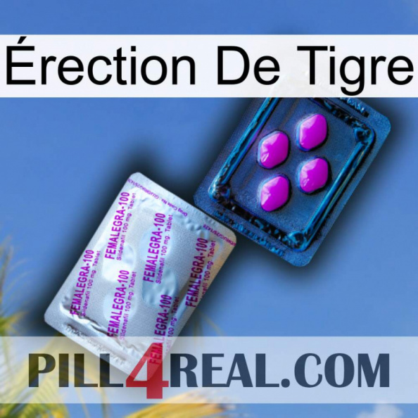 Érection De Tigre 37